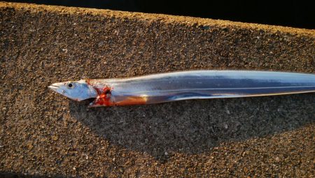 タチウオいつまで釣れる