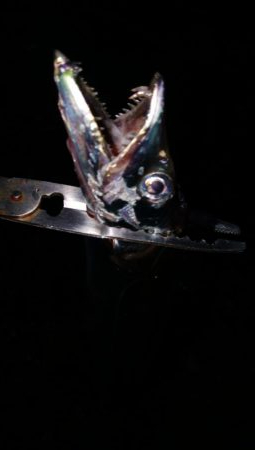 あきらめたらそこでｼｰｽﾞﾝ終了だよ