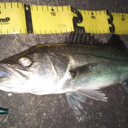 ぶらシーバス！！