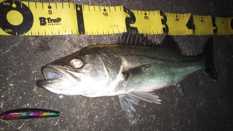 ぶらシーバス！！