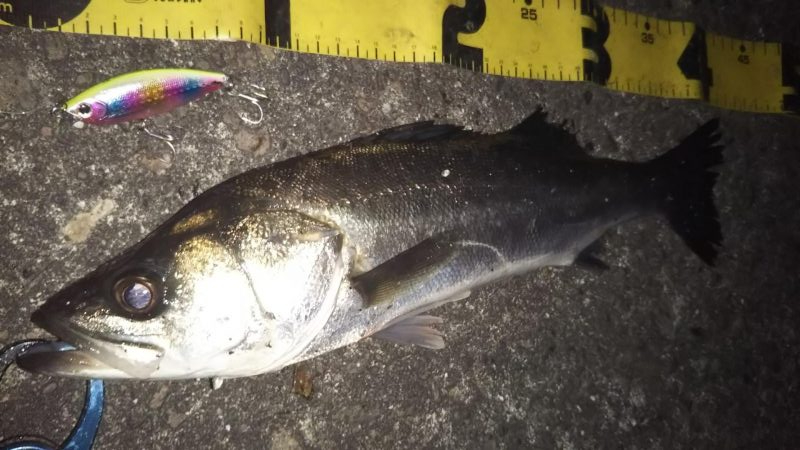 ぶらシーバス！！