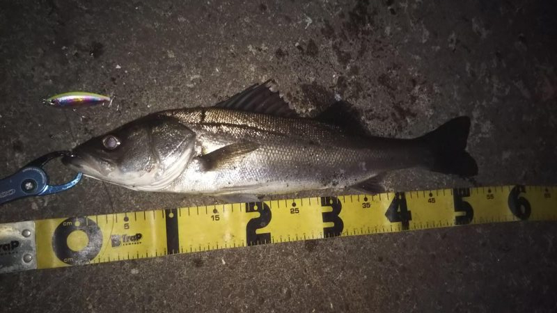 ぶらシーバス！！