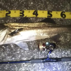 ぶらシーバス！！