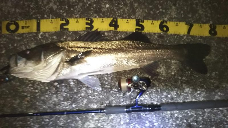 ぶらシーバス！！