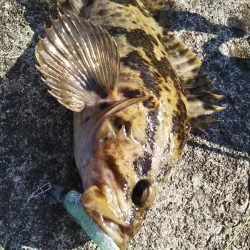 ぶらロックフィッシュ！！