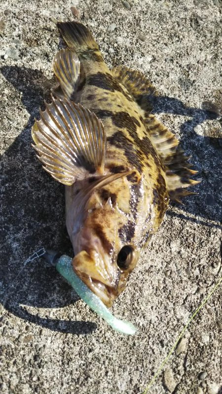 ぶらロックフィッシュ！！