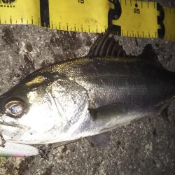 ぶらシーバス！！