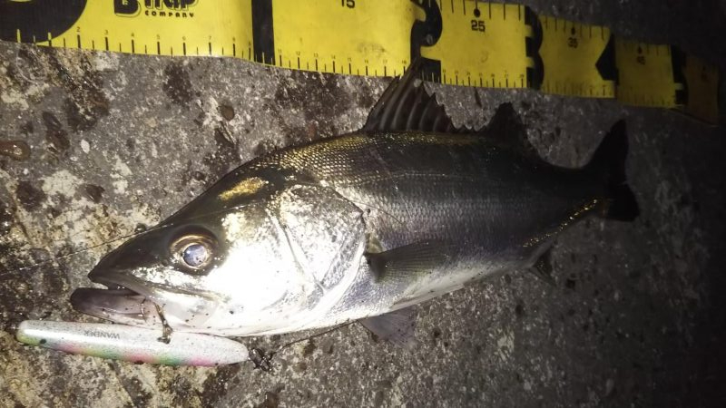 ぶらシーバス！！