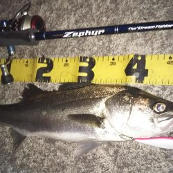 ぶらシーバス！！