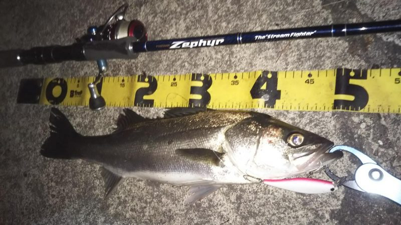 ぶらシーバス！！