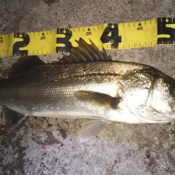 ぶらシーバス！！