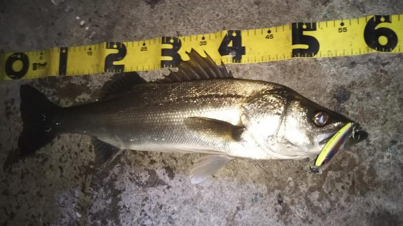 ぶらシーバス！！