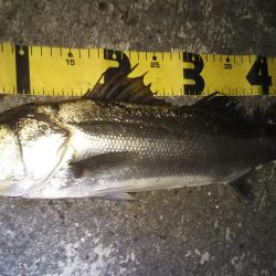 ぶらシーバス！！