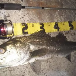 ぶらシーバス！！