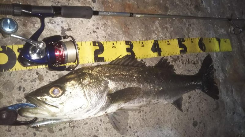 ぶらシーバス！！