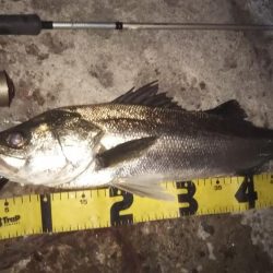 ぶらシーバス！！