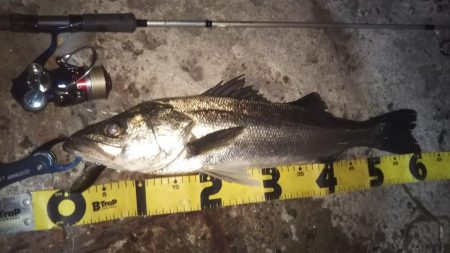 ぶらシーバス！！