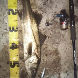 ぶらシーバス!!