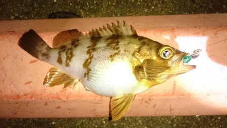 根魚御三家(・x・*)♪