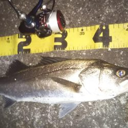 ぶらシーバス!!