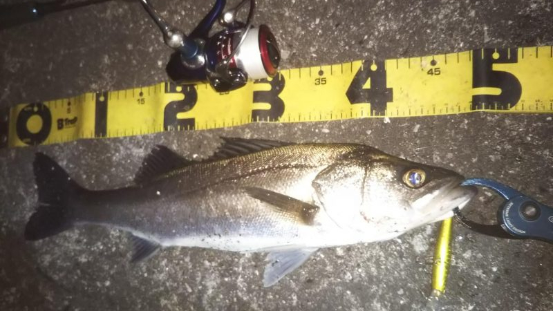 ぶらシーバス！！