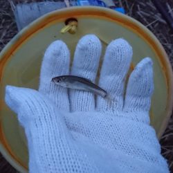 釣り納めは小物釣り…