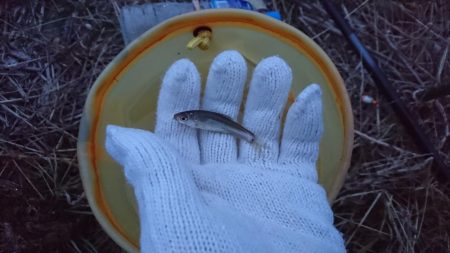 釣り納めは小物釣り…