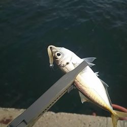 アジ釣り メバル釣り