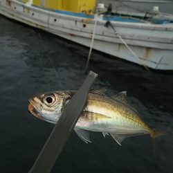 アジ釣り