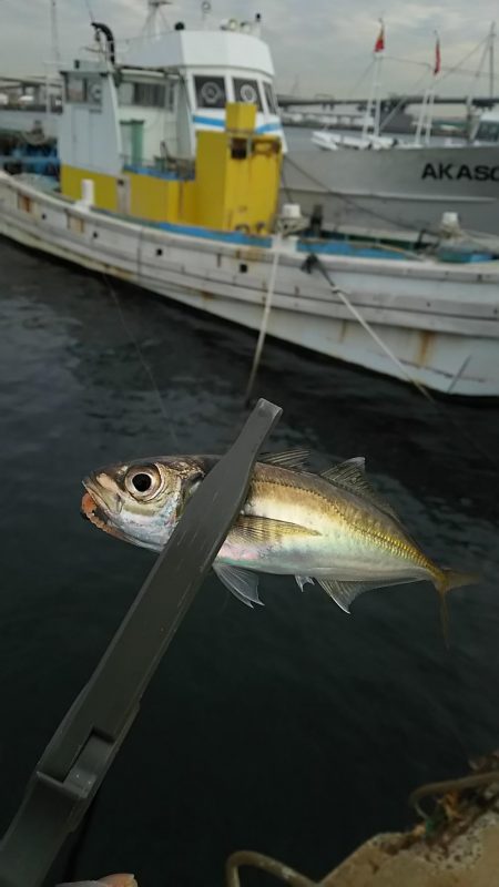 アジ釣り