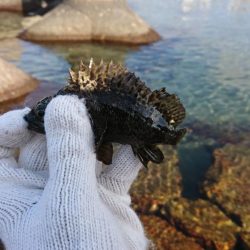 安定の根魚達！