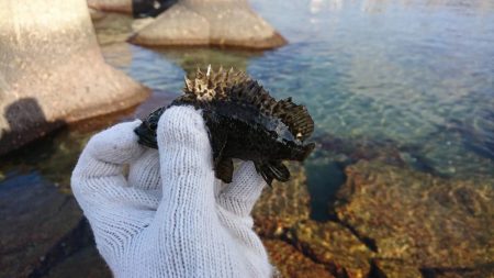 安定の根魚達！