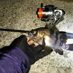 メバル ガシラ釣り