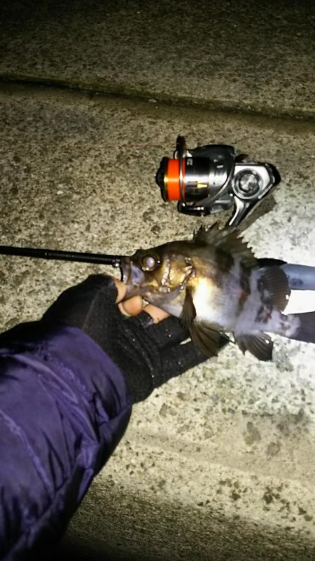 メバル ガシラ釣り