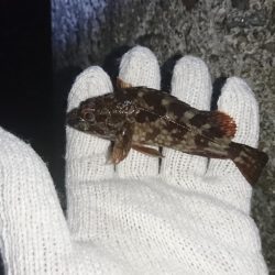 ガシラの活性高し！