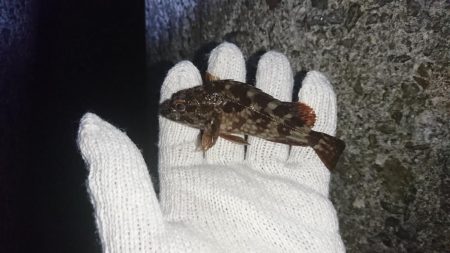 ガシラの活性高し！