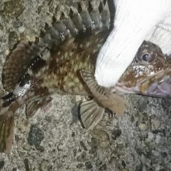 ガッシー絶好調！