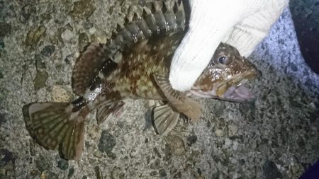 ガッシー絶好調！