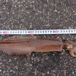 ヤリイカ釣り