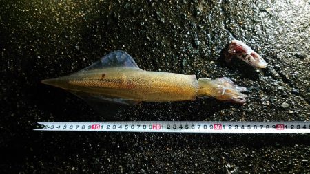 スーパーのアジで浮き釣り