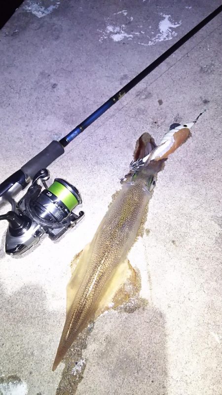 ヤリイカ釣り近況