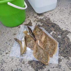 カレイ狙いで！