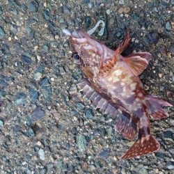 ヤリイカ狙い！