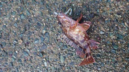 ヤリイカ狙い！