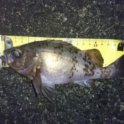 今年初メバリング