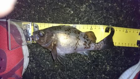 今年初メバリング