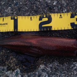 ヤリイカエギング