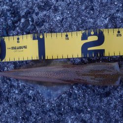 ヤリイカエギング