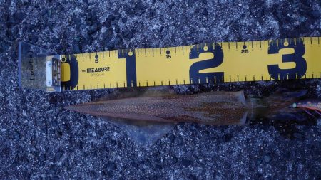 ヤリイカエギング