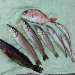 深場の福良でキス狙い